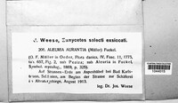 Aleuria aurantia image
